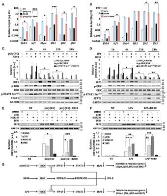 MEK1/2 Inhibitors Unlock the Constrained Interferon Response in Macrophages Through IRF1 Signaling